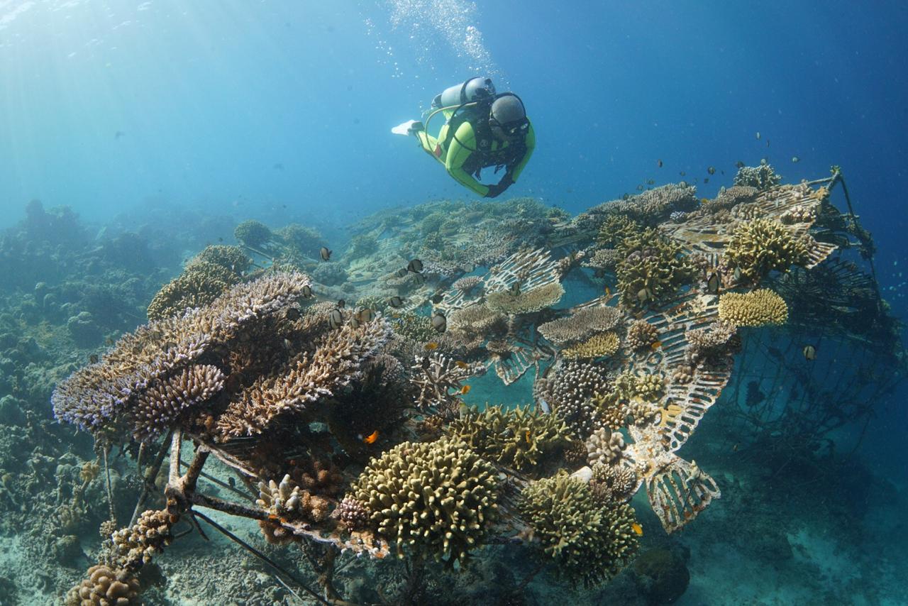 Film Dokumenter "Bisikan Terumbu" Angkat Proyek Seni Instalasi Bawah Laut ARTificial Reef Teguh Ostenrik
